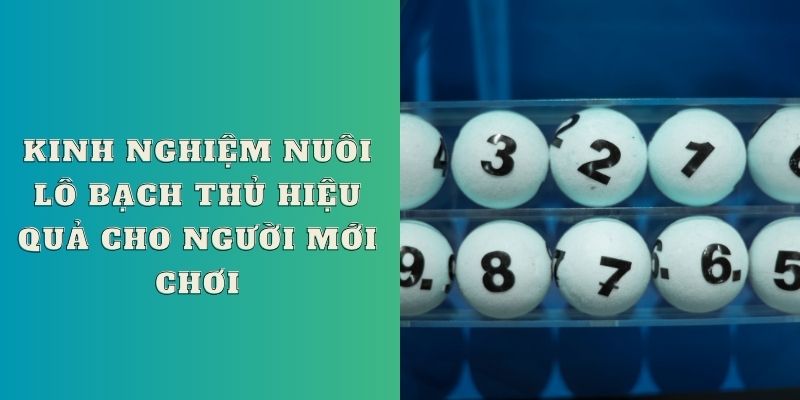 Kinh nghiệm nuôi lô bạch thủ hiệu quả cho người mới chơi