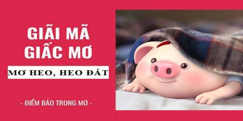 Gợi ý con số may mắn nên lựa chọn khi mơ thấy heo