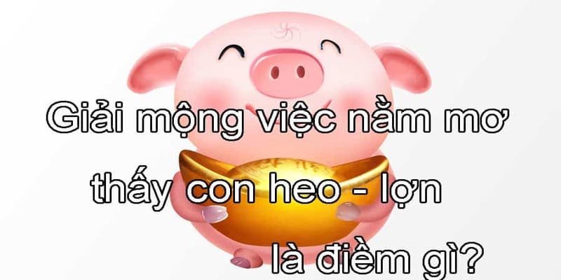 Đôi nét ý nghĩa chiêm bao thấy heo là điềm gì theo Rồng Bạch Kim