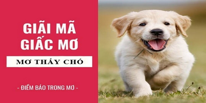 Thông tin luận giải về giấc mơ thấy chó