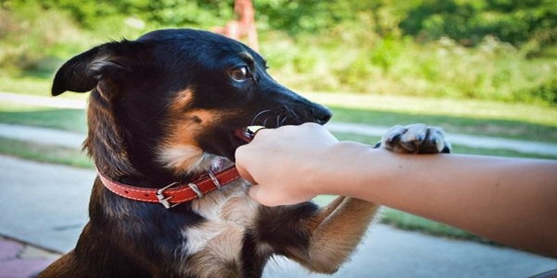 Mơ thấy chó cắn mang ý nghĩa gì?